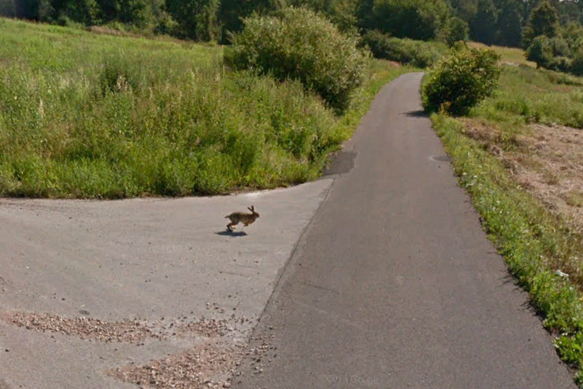 A TikTok video showed a hare or super rabbit launching into the air after being hit by a Google Maps Street View car in Poland also on Google Earth.