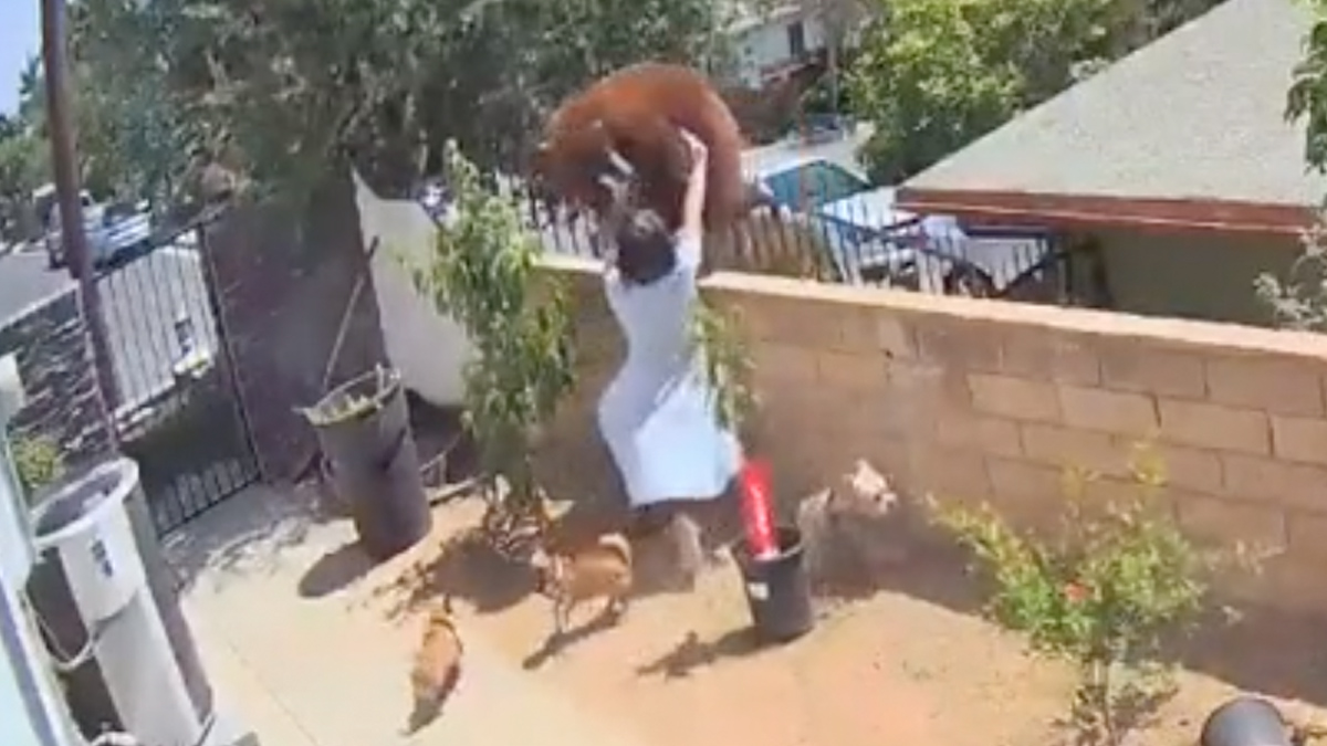 A California woman appeared to push a brown bear off her fence to save her dogs.