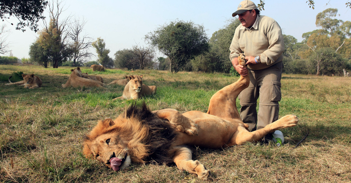 Lion getting a foot massage