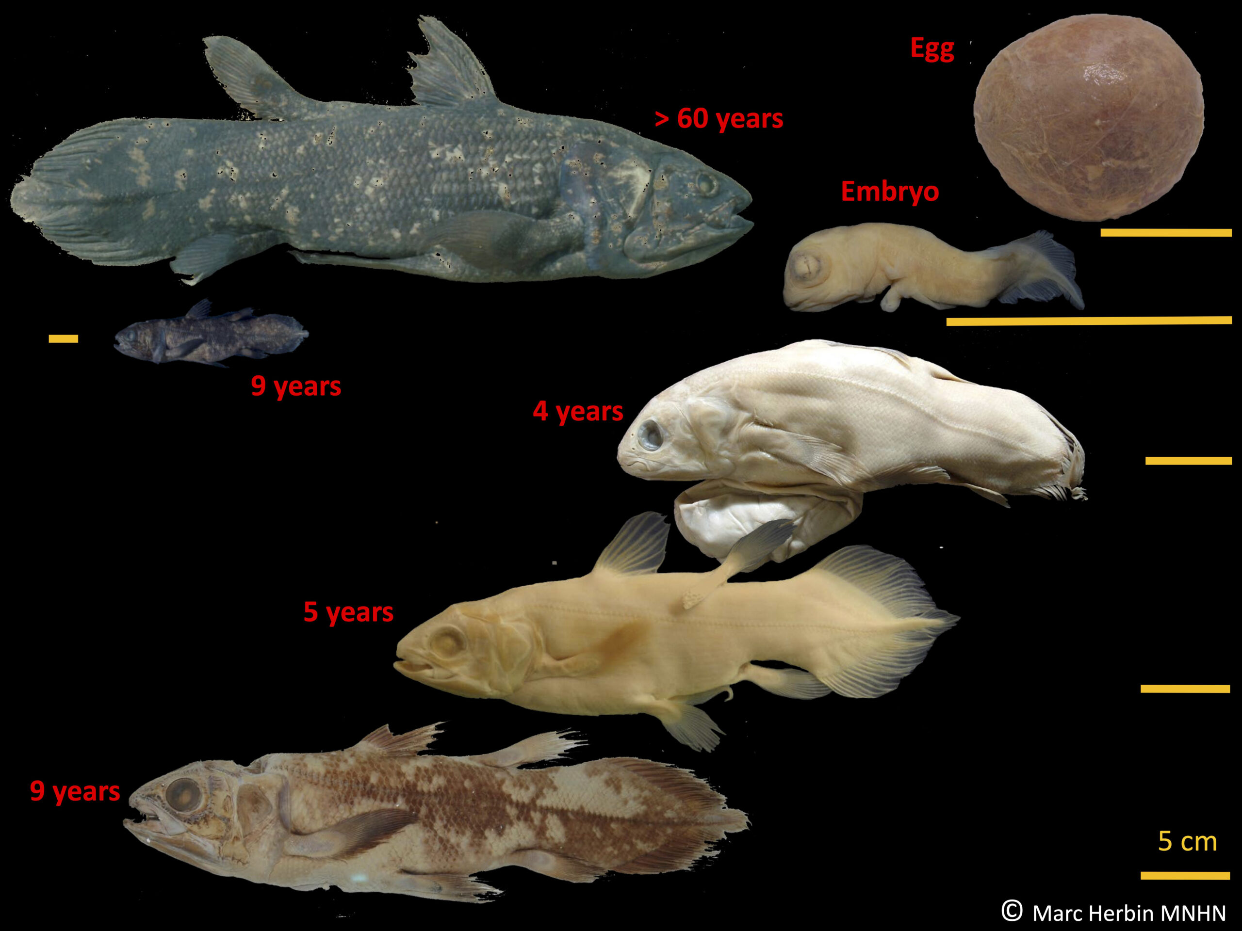 This image provided by Marc Herbin shows the development stages of the coelacanth fish. The "living fossil," still around from the time of the dinosaurs, can live for 100 years, according to a study released in the Thursday, June 17, 2021 edition of Current Biology. And for females it may seem longer because scientists calculate that the live-birth bearing fish stays pregnant for five years. (Marc Herbin/MNHN via AP)