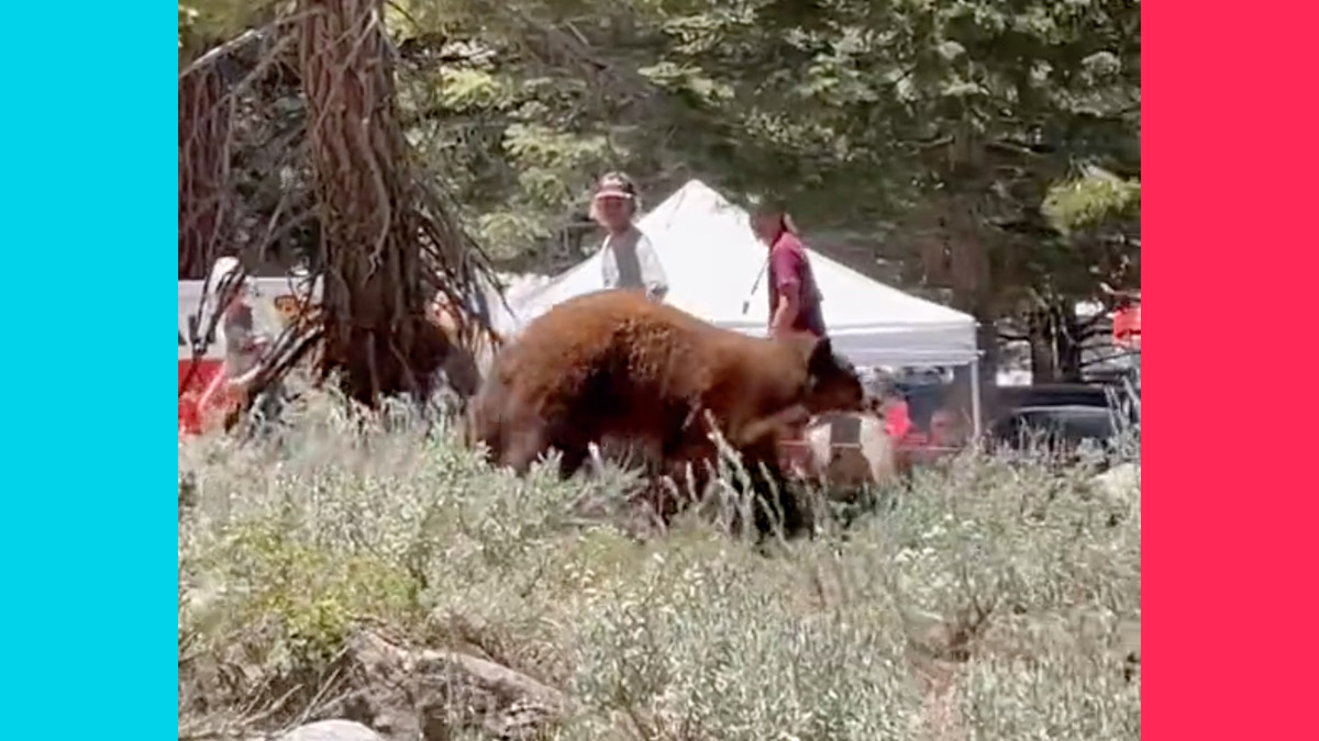 A black bear that looked brown charged a crowd of spectators at Mammoth Lakes at Mammoth Motocross on a dirt bike track but not Yosemite.