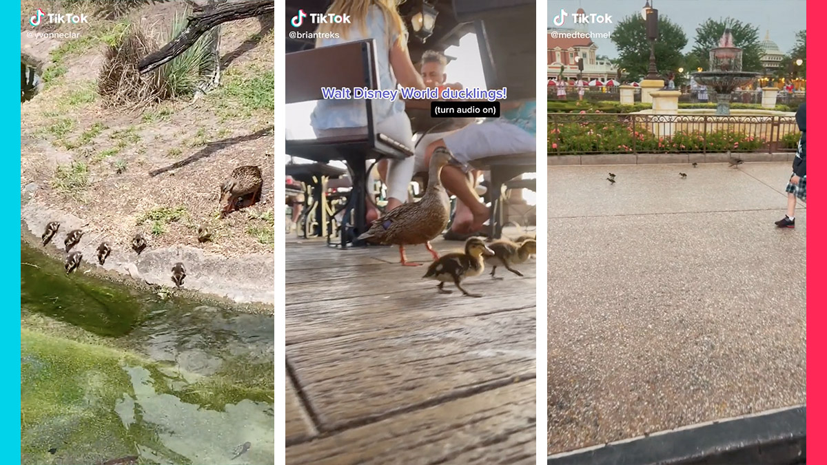 Ducklings and ducks can be found all around Walt Disney World Resort including Magic Kingdom Epcot and Disney's Animal Kingdom.