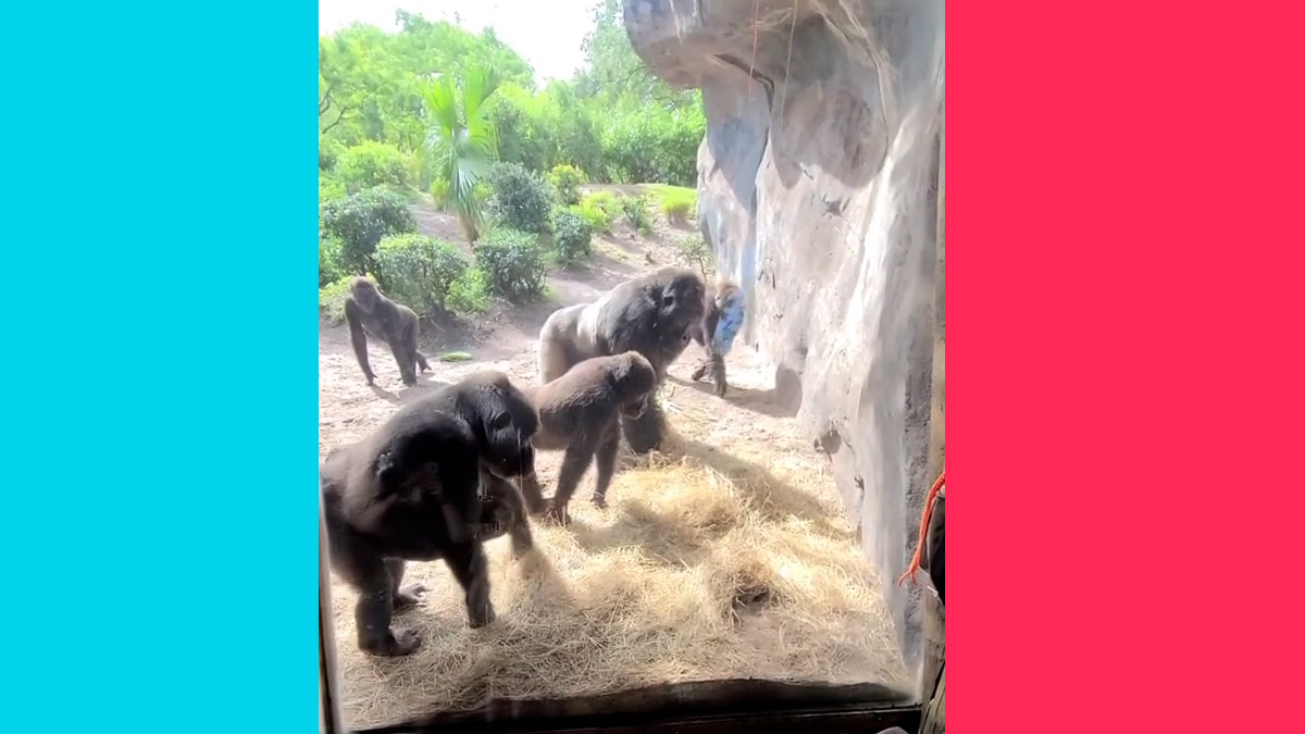 Gorillas found a snake in Disney Animal Kingdom in Walt Disney World Resort in Orlando Florida.