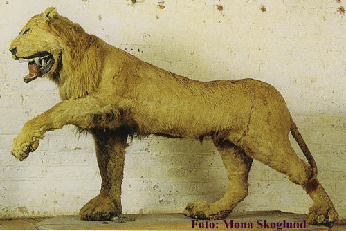 Lion of Gripsholm