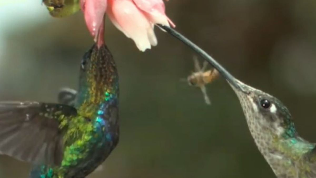 A video of a hummingbird "slapping" a bee in slow motion is frequently shared on social media.