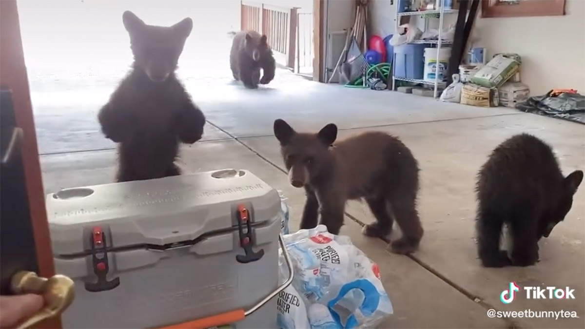 A mama bear charged a California man with her three cubs nearby in a garage.