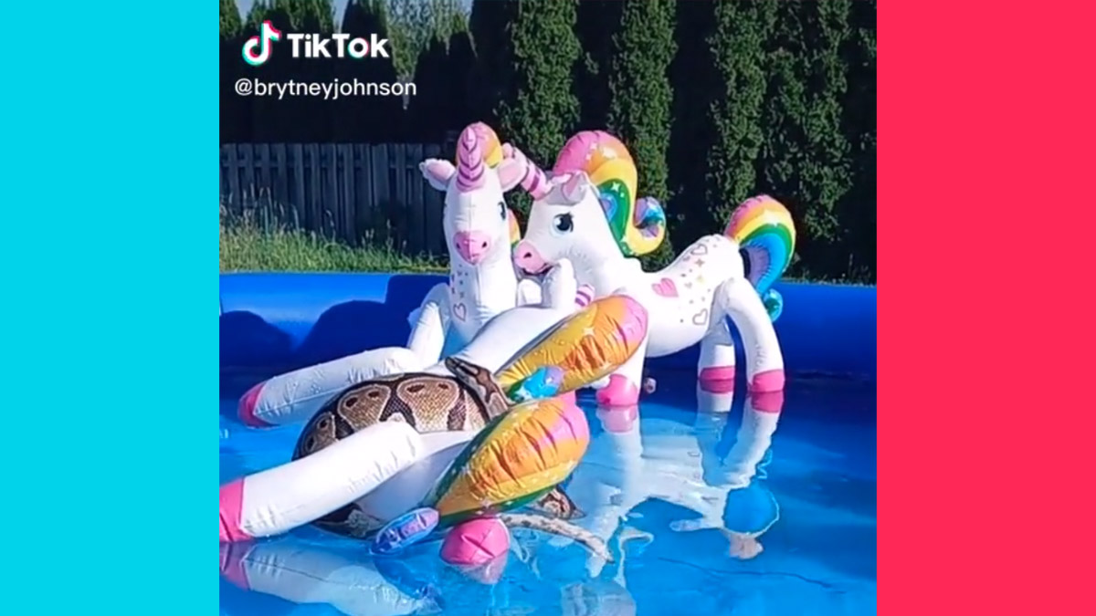 A pet ball python snake took a dip in a pool in Washington and led to a lot of questions on TikTok.
