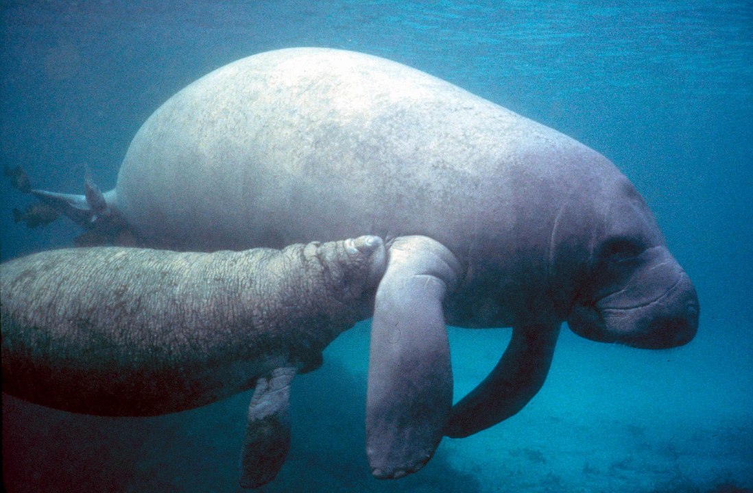 The claim is that more of Floridas manatees have died in the first six months of 2021 than in any other year in recorded state history.