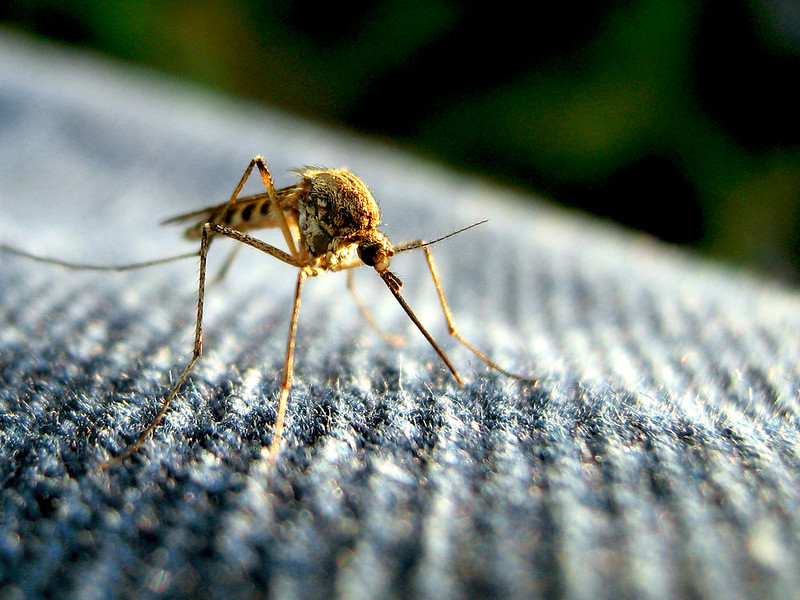 The claim is evidence suggests that among other individual factors, mosquitos may be more attracted to people with Type O blood.