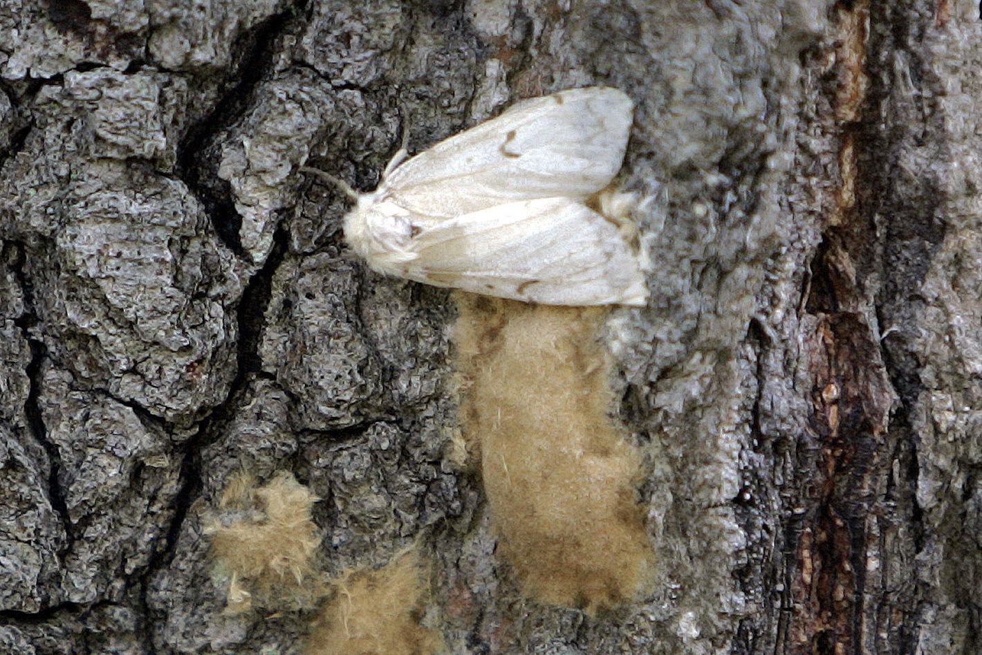 FILE - In this July 28, 2008, file photo, a female Lymantria dispar moth lays her eggs on the trunk of a tree in the Salmon River State Forest in Hebron, Conn. In July 2021, the Entomological Society of America announced it is dropping the common name of this destructive insect that is also an ethnic slur against a group of people: the gypsy moth. (AP Photo/Bob Child, File)