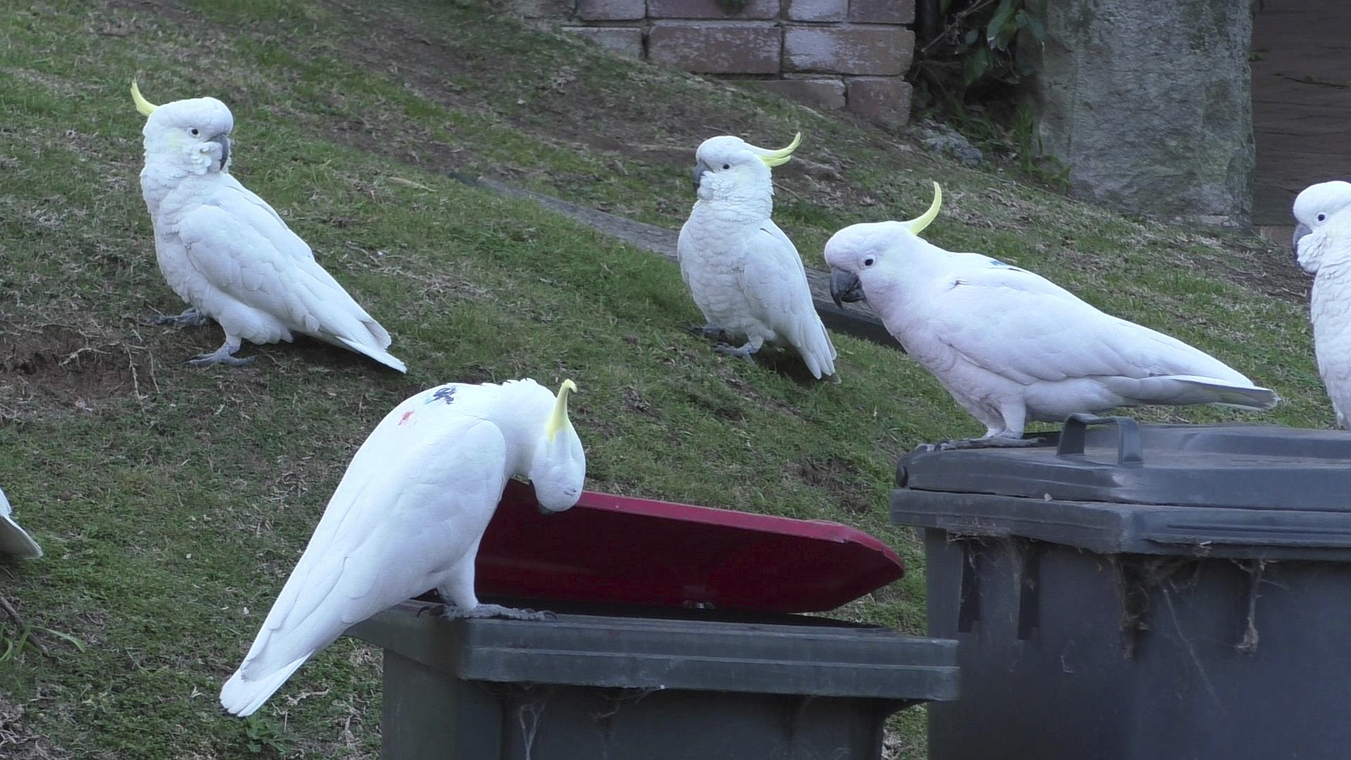 In this 2019 photo provided by researcher Barbara Klump, a sulphur-crested cockatoo lifts the lid of a trash can while several others watch in Sydney, Australia. At the beginning of 2018, researchers received reports from a survey of residents that birds in three Sydney suburbs had mastered the novel foraging technique. By the end of 2019, birds were lifting bins in 44 suburbs. (Barbara Klump/Max Planck Institute of Animal Behavior)