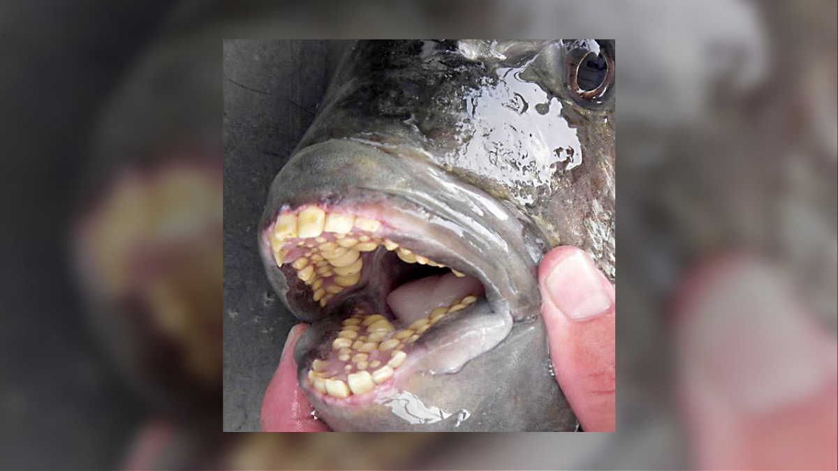Can Sheepshead Fish Bite People with Their ‘Human’ Teeth? | Snopes.com