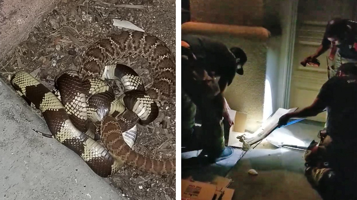 A kingsnake swallowed a rattlesnake right next to a San Diego garage and it was caught on video.