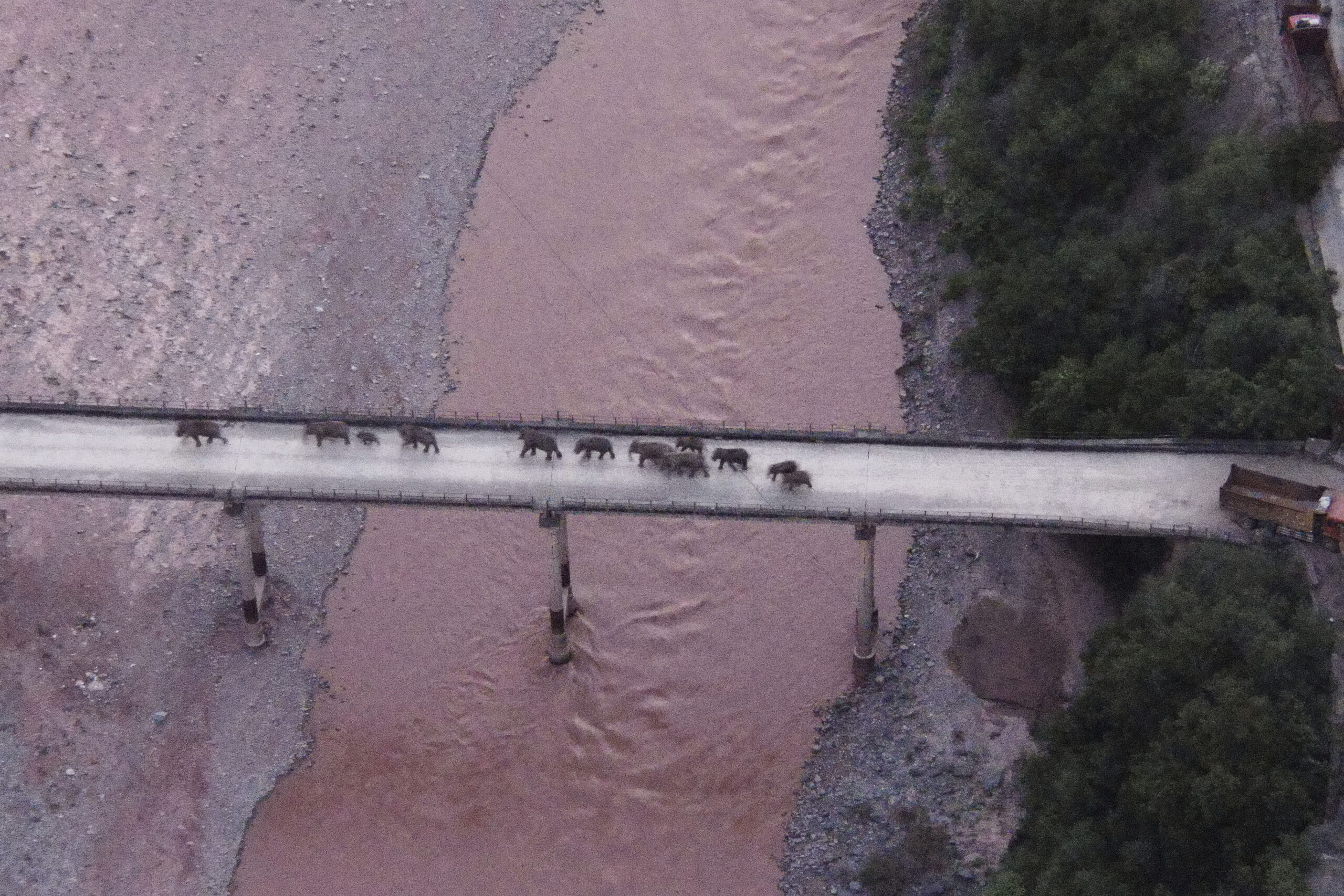 In this photo released by the Yunnan Provincial Command Center for the Safety and Monitoring of North Migrating Asian Elephants, a herd of wandering elephants cross a river using a highway near Yuxi city, Yuanjiang county in southwestern China's Yunnan Province Sunday, Aug. 8, 2021. The 14 elephants of various sizes and ages were guided across the Yuanjiang river in Yunnan province on Sunday night and a path is being opened for them to return to the nature reserve in the Xishuangbanna Dai Autonomous Prefecture. (Yunnan Provincial Command Center for the Safety and Monitoring of North Migrating Asian Elephants via AP)