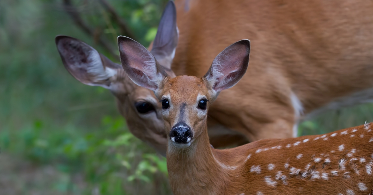 Deer, Wildlife, Mammal
