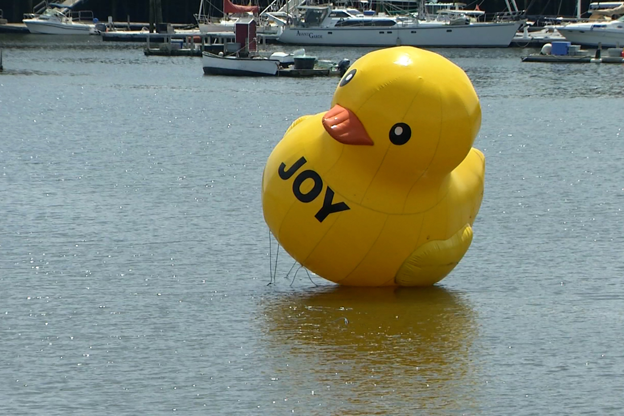 A giant rubber ducky floats in Belfast Harbor, Tuesday, Aug, 17, 2021, in Belfast, Maine. Harbor Master Katherine Given says it's a mystery who put it there, but that the 25-foot-tall duck doesn't pose a navigational hazard so there's no rush to shoo it away. (New England Cable News/Kenn Tompkins via AP)