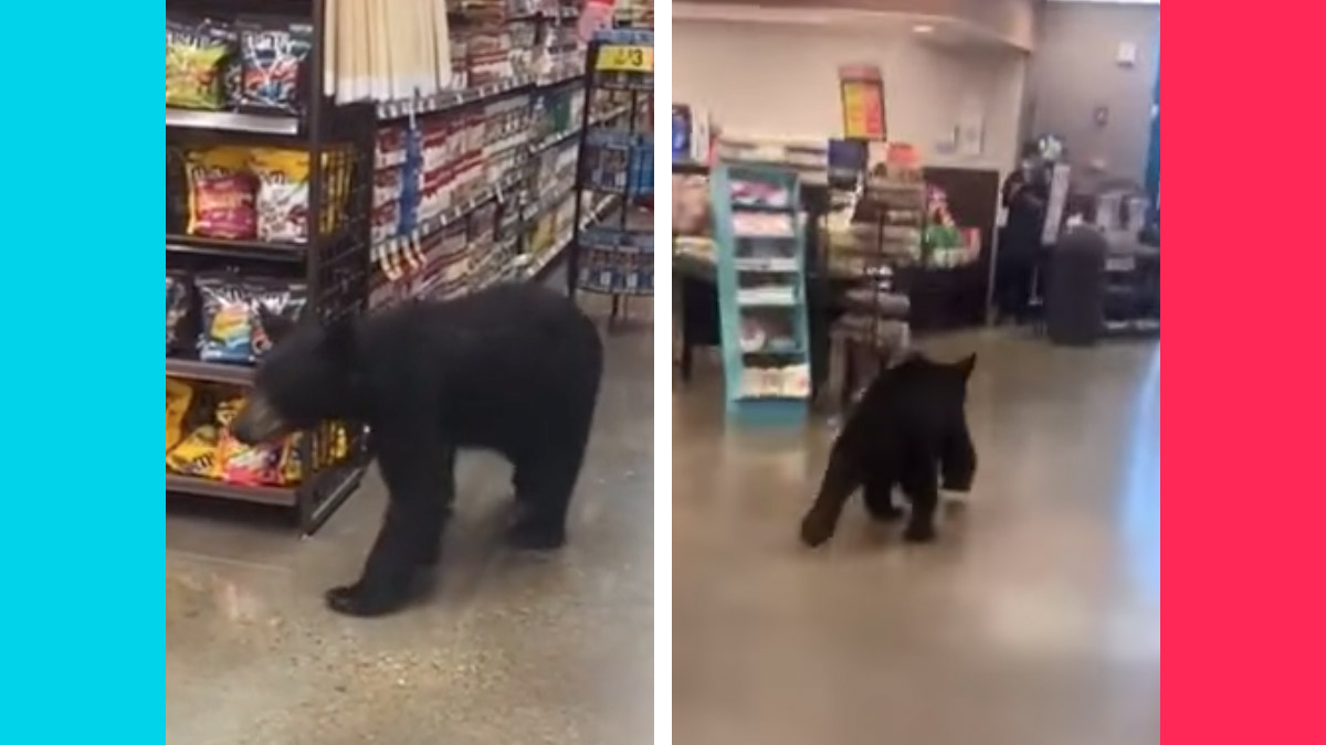A bear purportedly captured on a TikTok video inside Walmart was actually inside a Ralphs supermarket.