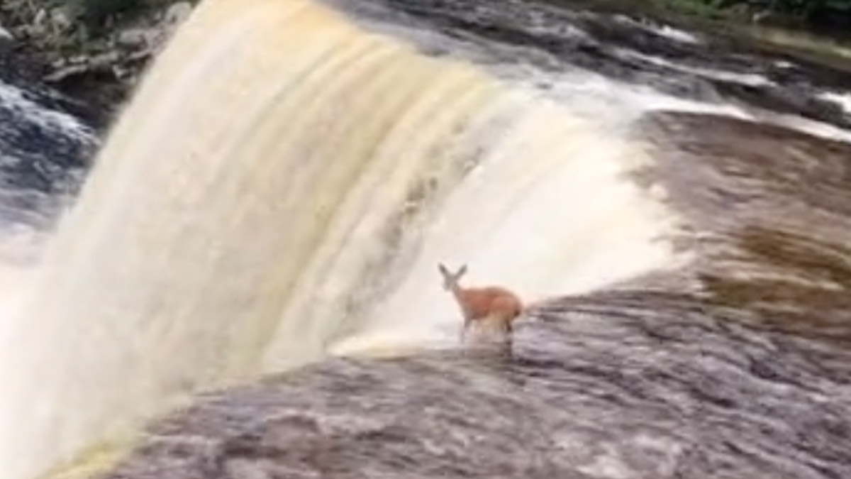 A deer fell over the edge of the cliff for the waterfall at Upper Falls at Tahquamenon Falls State Park in Michigan.