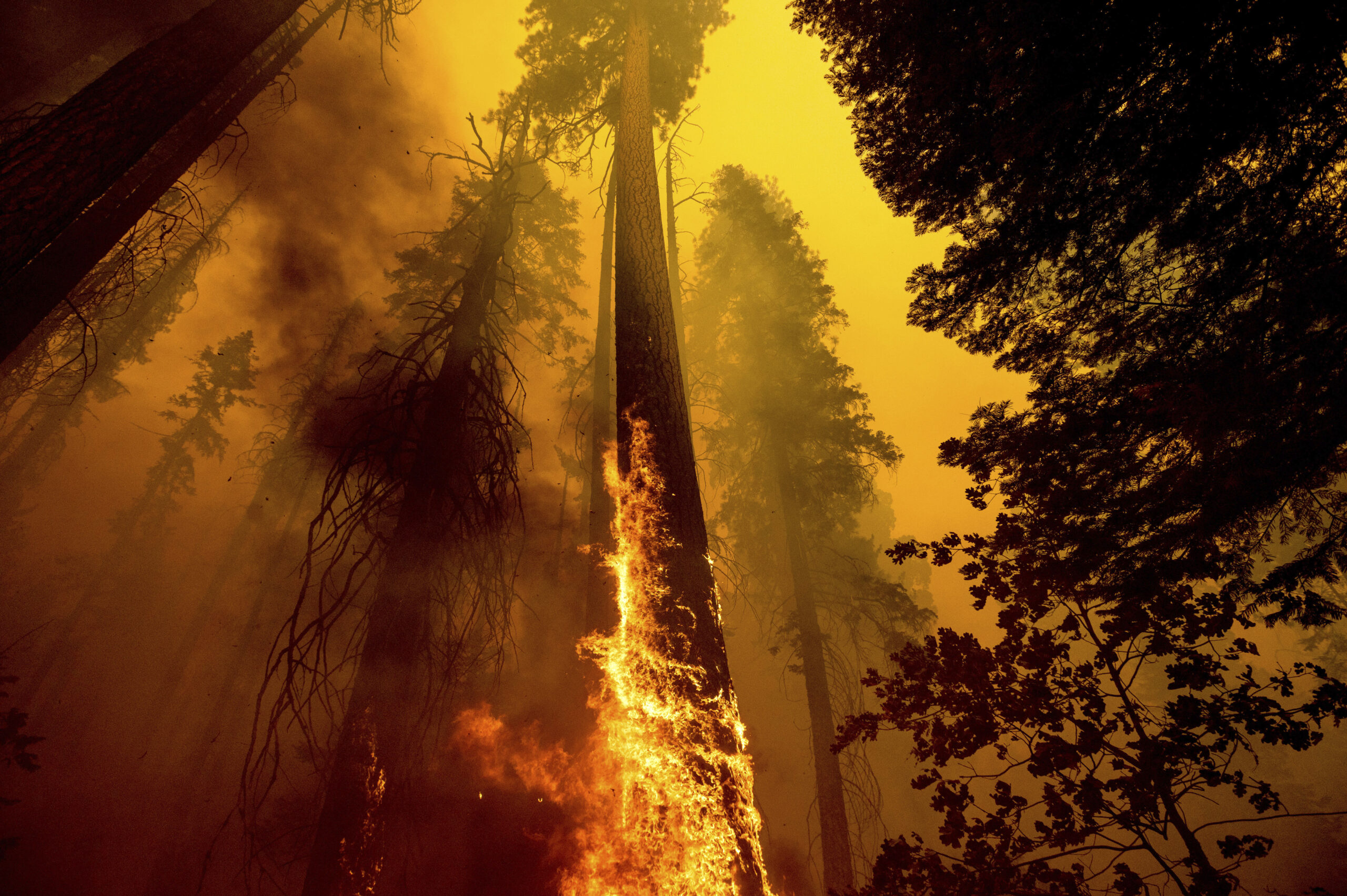 Flames lick up a tree as the Windy Fire burns in the Trail of 100 Giants grove in Sequoia National Forest, Calif., on Sunday, Sept. 19, 2021. (AP Photo/Noah Berger)