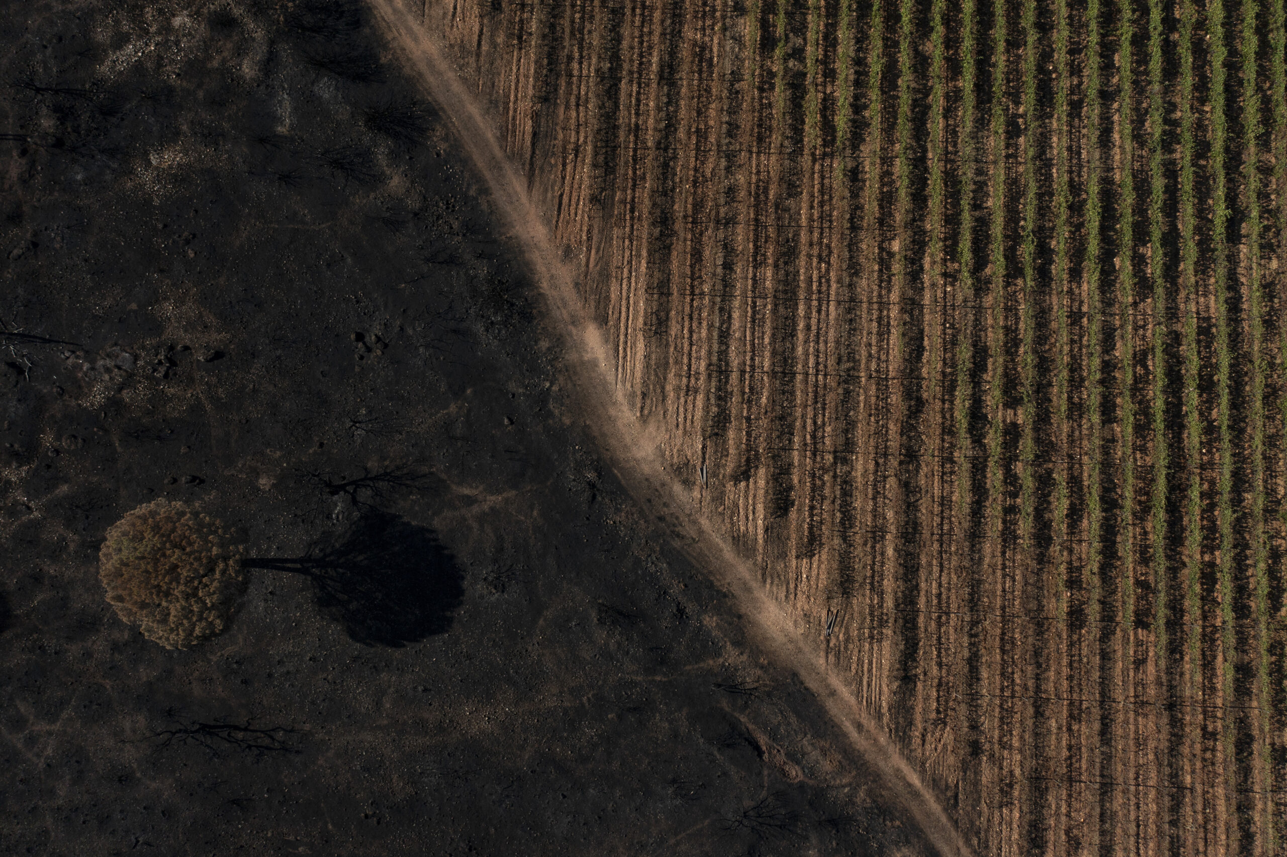 Vineyards charred by a wildfire are pictured at the Chateau des Bertrands vineyard in Cannet-des-Maures, southern France, Thursday, Aug. 26, 2021. Winemakers near the French Riviera are taking stock of the damage after a wildfire blazed through a once picturesque nature reserve near the French Riviera. The blaze left two people dead, more than 20 injured and forced some 10,000 people to be evacuated. (AP Photo/Daniel Cole)