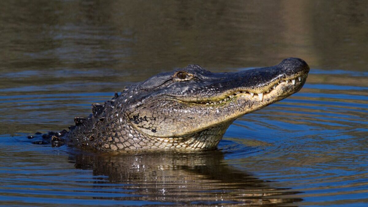 A Facebook meme claimed that the Louisiana Cajun Navy sends 2,000 gators to Texas to secure the Rio Grand river border.