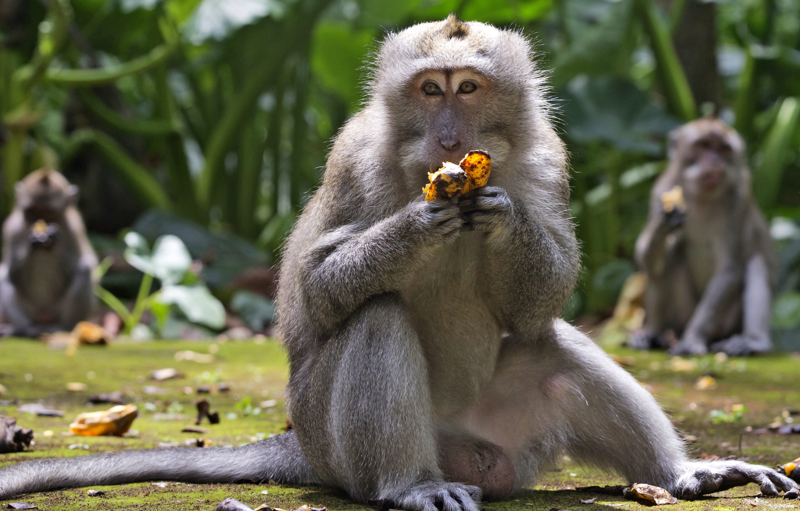Macaques eat bananas during feeding time at Sangeh Monkey Forest in Sangeh, Bali Island, Indonesia, Wednesday, Sept. 1, 2021. Deprived of their preferred food source - the bananas, peanuts and other goodies brought in by the tourists now kept away by the coronavirus - hungry monkeys on the resort island of Bali have taken to raiding villagers’ homes in the search for something tasty. (AP Photo/Firdia Lisnawati)
