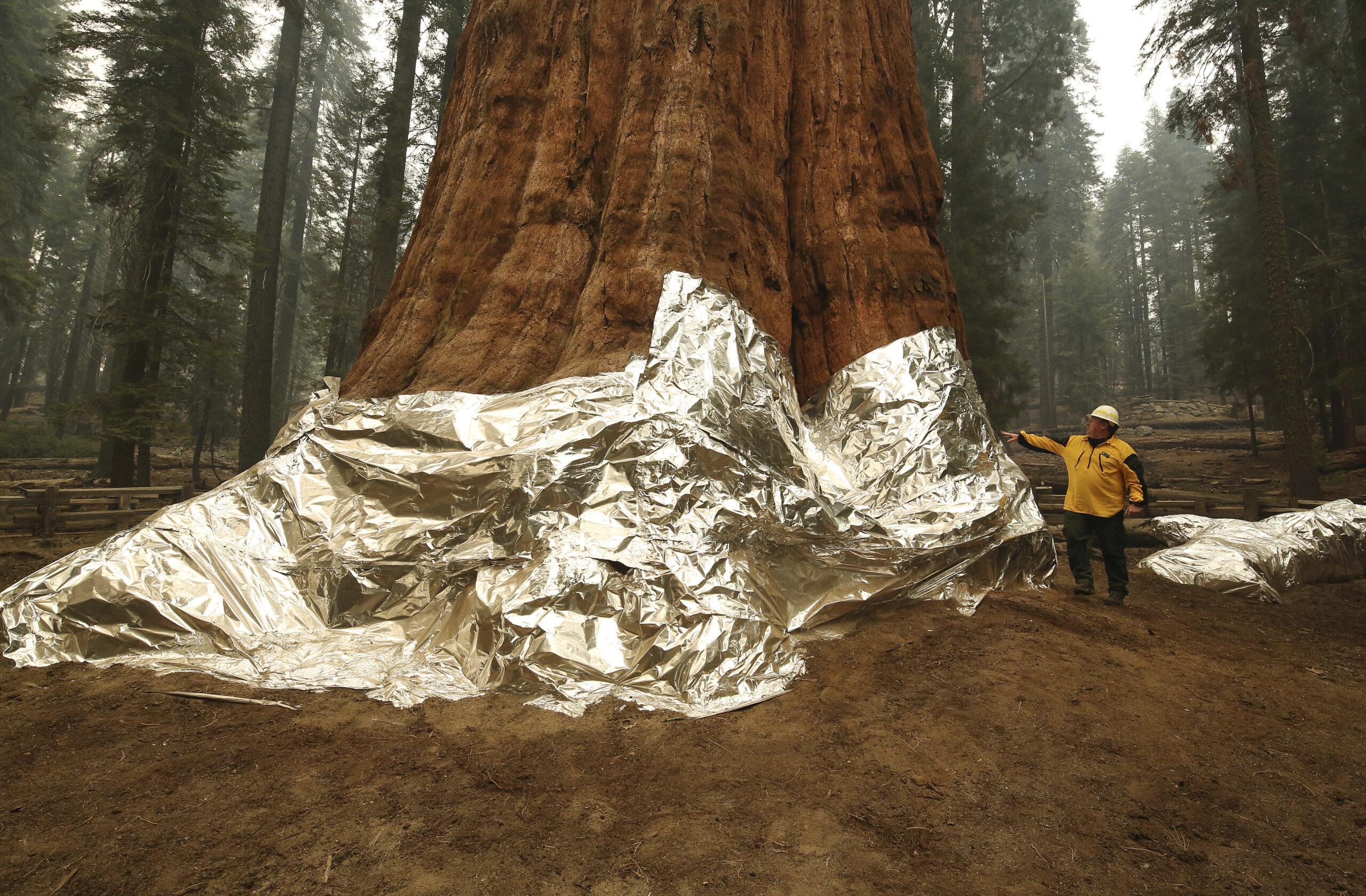 Jon Wallace, Operations Section Chief, looks over General Sherman where the historic tree was protected by structure wrap from fires along with the Four Guardsmen at Sequoia National Park, Calif., Wednesday, Sept. 22, 2021. (AP Photo/Gary Kazanjian)