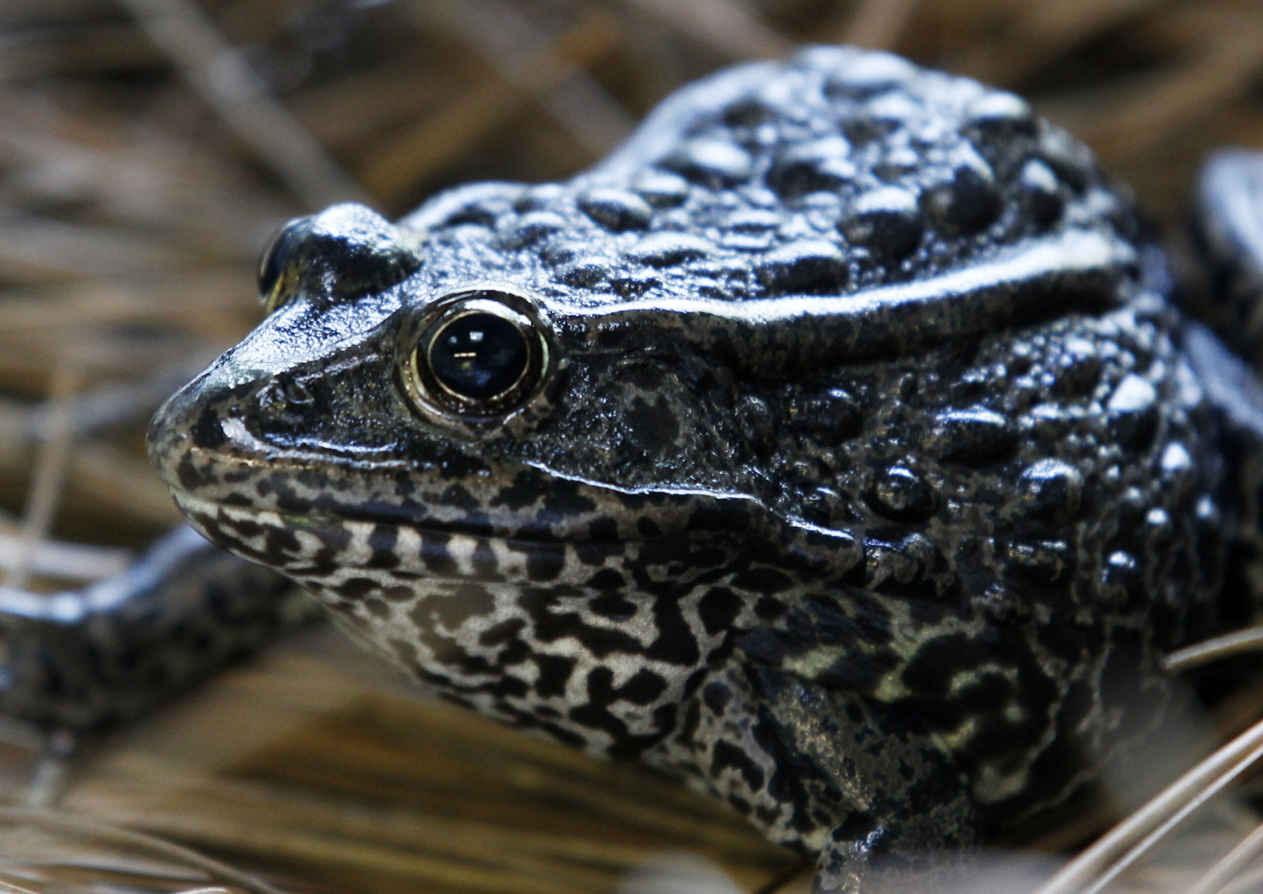 FILE - This Sept. 27, 2011, file photo, shows a gopher frog at the Audubon Zoo in New Orleans. The Biden administration is canceling two environmental rollbacks under former President Donald Trump that limited habitat protections for imperiled plants and wildlife. The dusky gopher frog survives in just a few ponds in Mississippi. (AP Photo/Gerald Herbert, File)