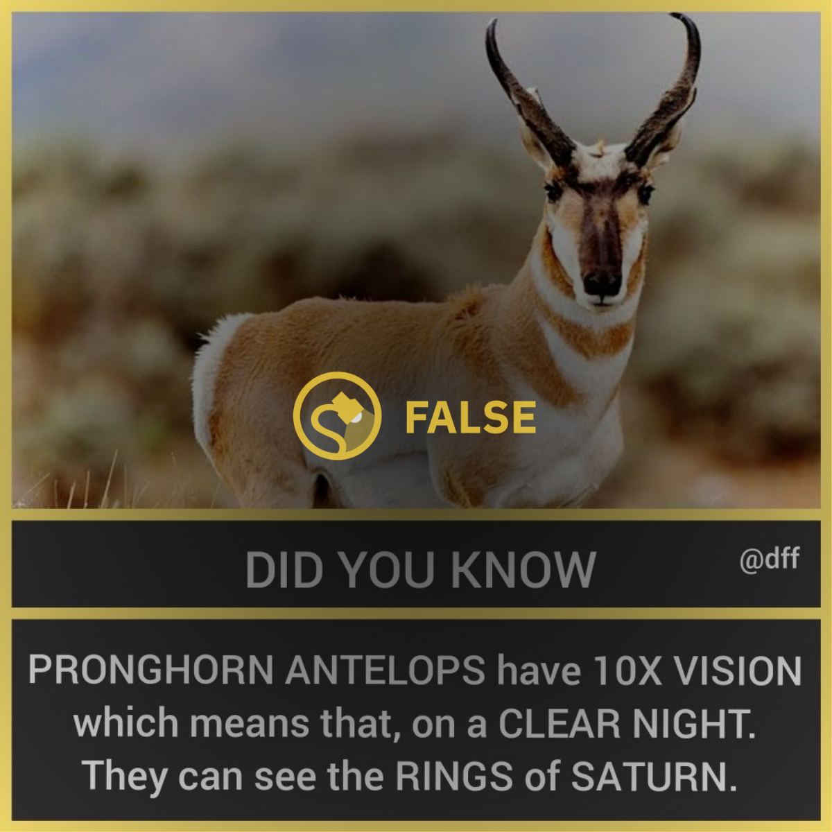 pronghorn antelopes have 10x vision