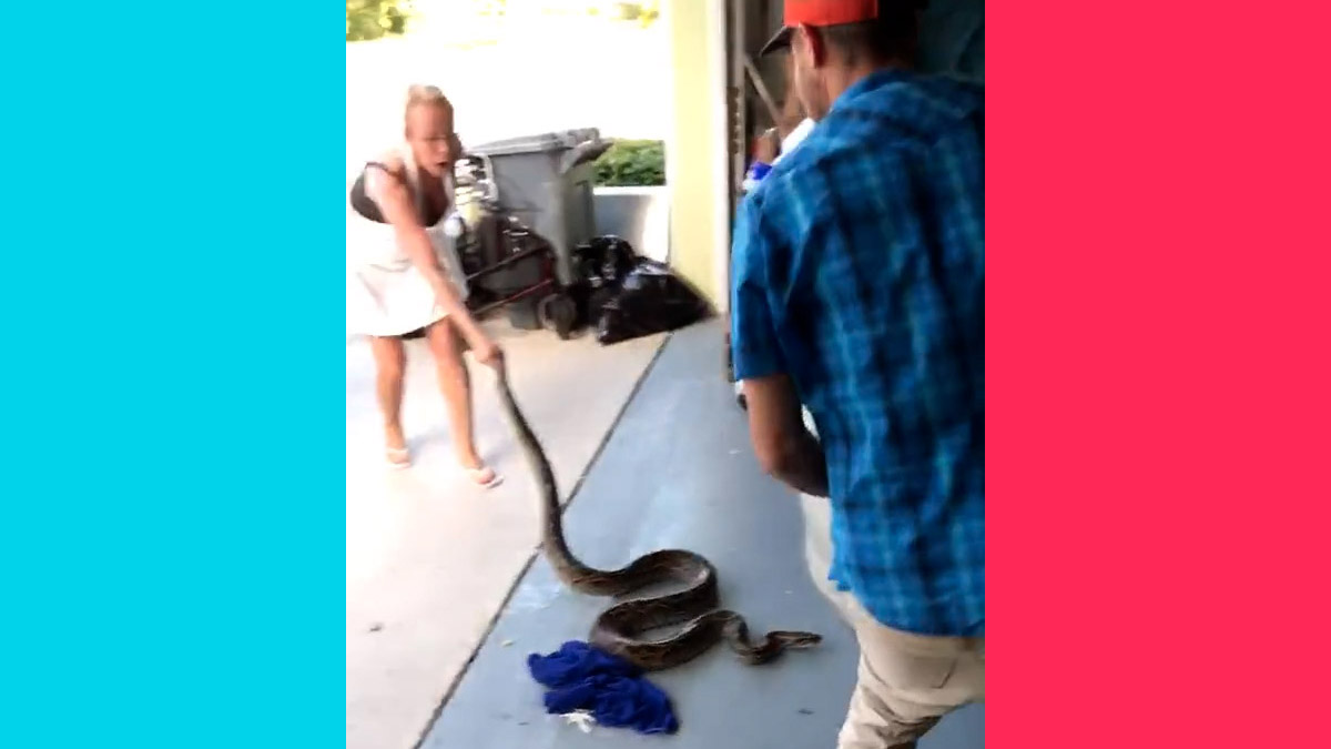 A Florida mother pulled a python snake out of a car wheel with the help of the mom's son named Trapper Mike aka Python Cowboy and dubbed it Snakesgiving ahead of Thanksgiving.