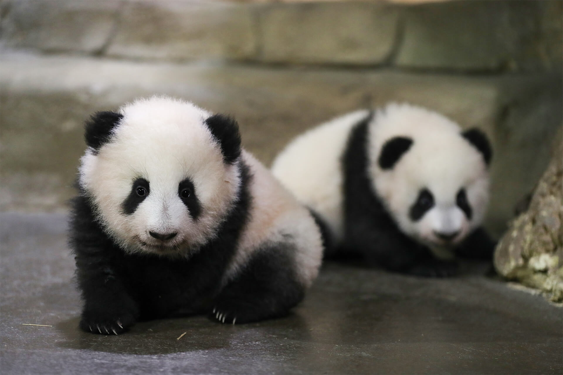 In this photo provided by Zooparc de Beauval, twin panda cubs, Yuandudu and Huanlili take their first steps in public, at the Beauval Zoo in Saint-Aignan-sur-Cher, France, Saturday, Dec. 11, 2021. The female twins were born in August. Their mother, Huan Huan, and father, Yuan Zi, are at the Beauval Zoo, south of Paris, on a 10-year loan from China aimed at highlighting good ties with France. (Zooparc de Beauval via AP)