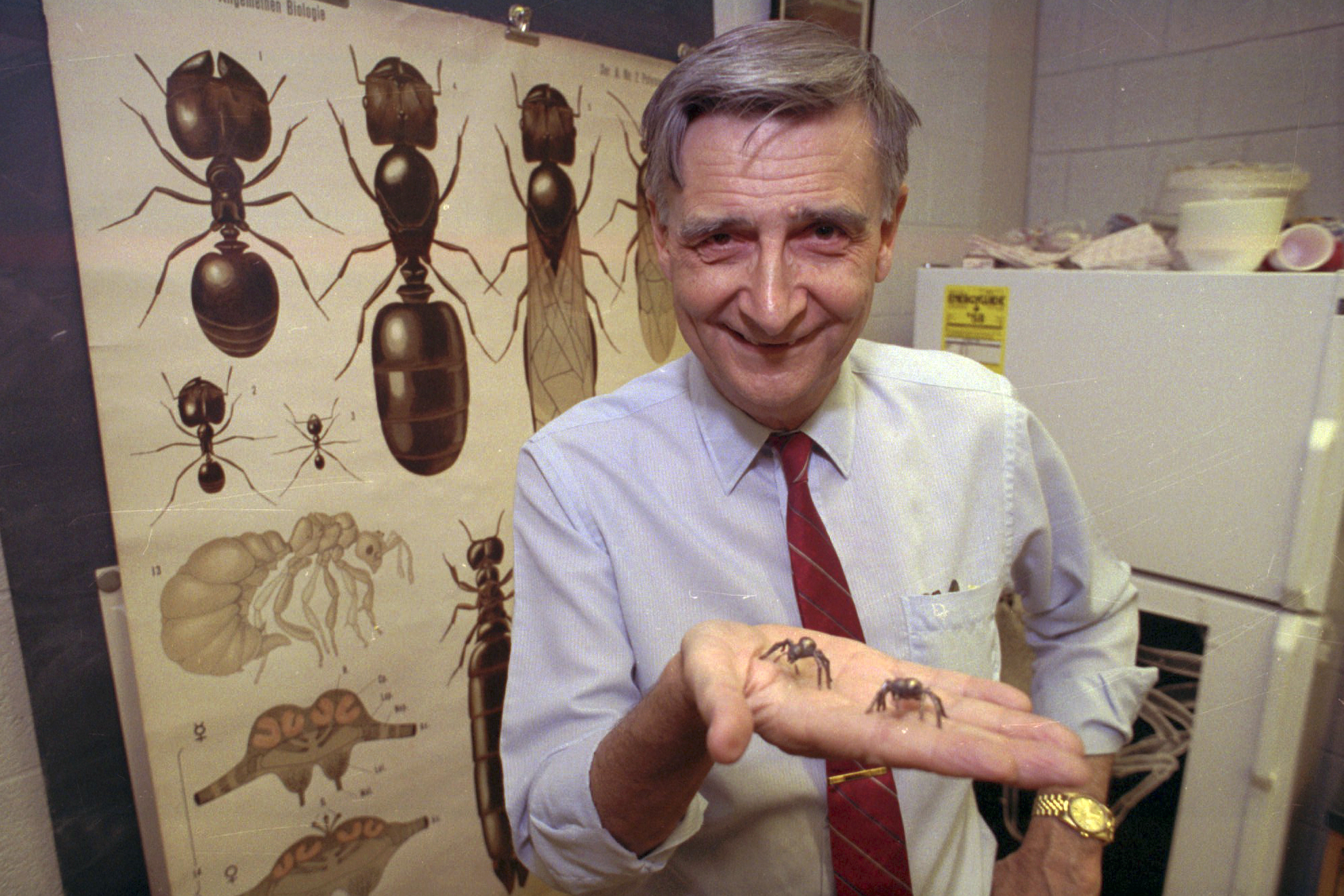 FILE - Edward O. Wilson, co-author of "The Ants," which won the Pulitzer Prize for general non-fiction, poses for a portrait on June 10, 1991. Wilson, the pioneering biologist who argued for a new vision of human nature in “Sociobiology” and warned against the decline of ecosystems, died on Sunday, Dec. 26, 2021. He was 92. (AP Photo/File)