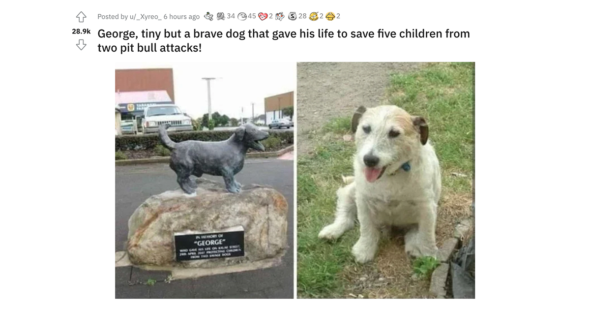It's true that a tiny and brave dog named George gave his life to save five children from two pit bull attacks on Kauae Street in Manaia in Taranaki in New Zealand on April 29 2007.