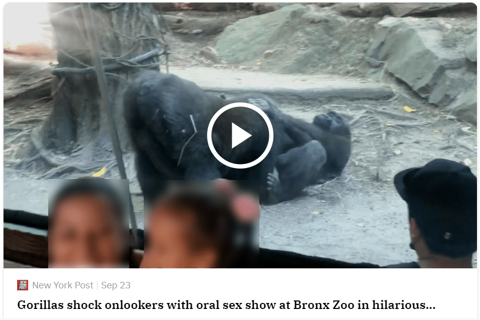 gorillas shock onlookers with oral sex show vid