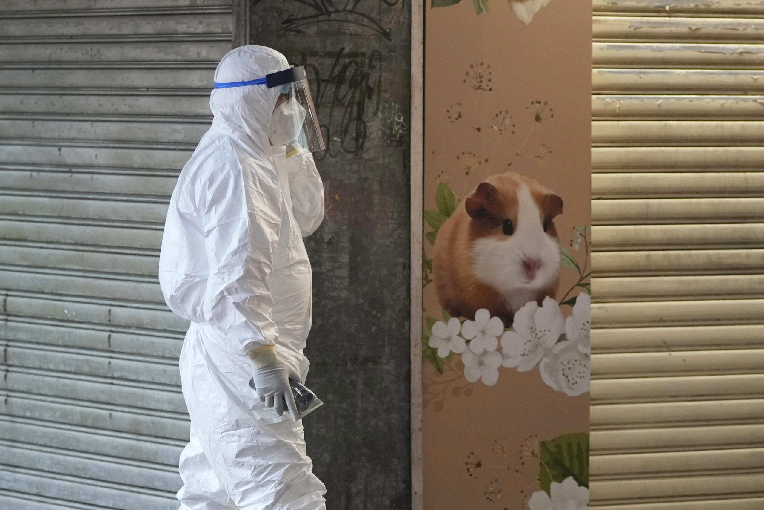 CORRECTS TO SAY 2,000 SMALL ANIMALS, NOT 2,000 HAMSTERS - A staffer from the Agriculture, Fisheries and Conservation Department walks past a pet shop which was closed after some pet hamsters were, authorities said, tested positive for the coronavirus, in Hong Kong, Tuesday, Jan. 18, 2022. Hong Kong authorities said Tuesday that they will kill about 2,000 small animals, including hamsters, after several tested positive for the coronavirus at the pet store where an employee was also infected. (AP Photo/Kin Cheung)