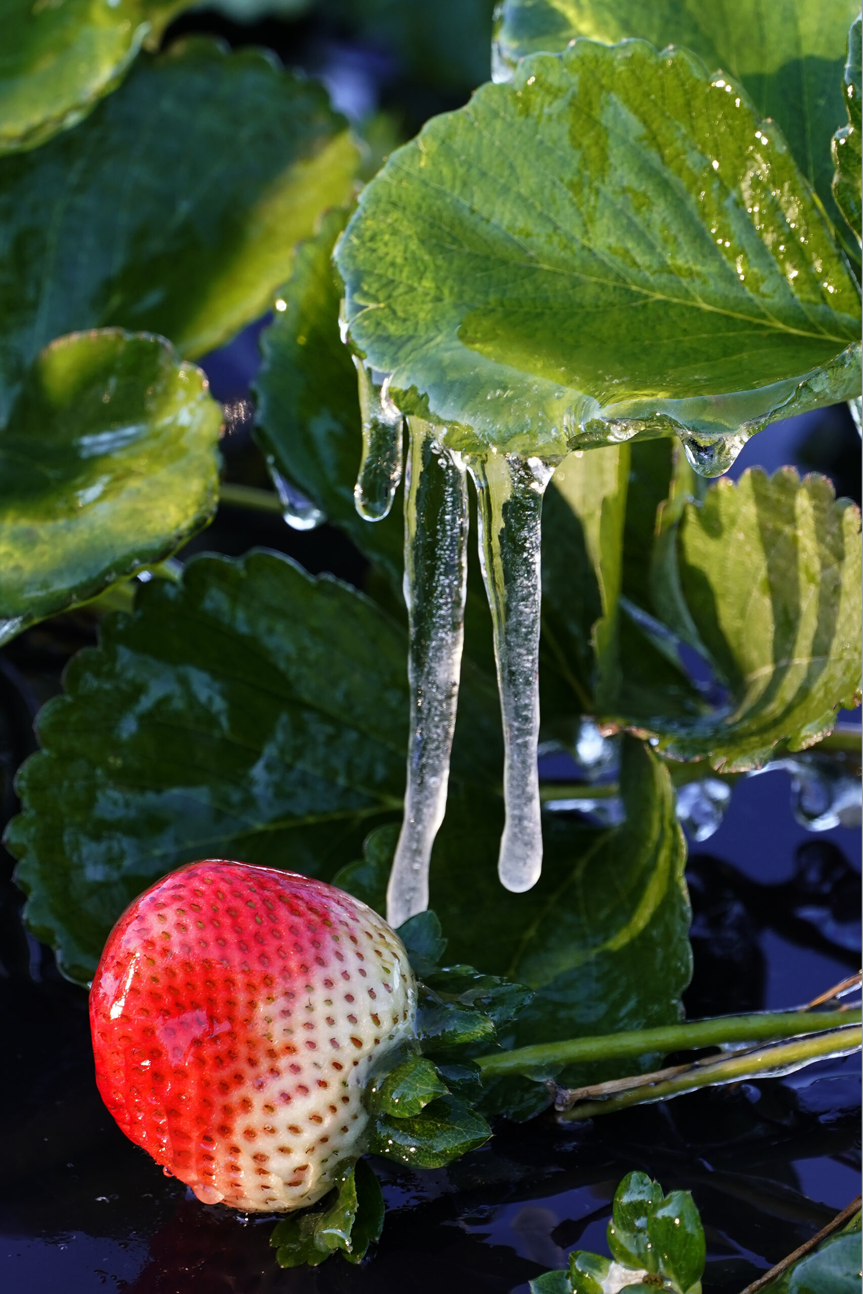 Ice clings to a strawberry in a field Sunday, Jan. 30, 2022, in Plant City, Fla. Farmers spray water on their crops to help keep the fruit from getting damaged by the cold. Temperatures overnight dipped into the mid-20's. (AP Photo/Chris O'Meara)