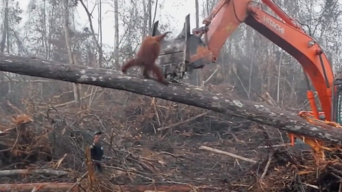 A 2013 video of an orangutan fighting off a bulldozer to protect its forest in Borneo Indonesia went viral in 2022.