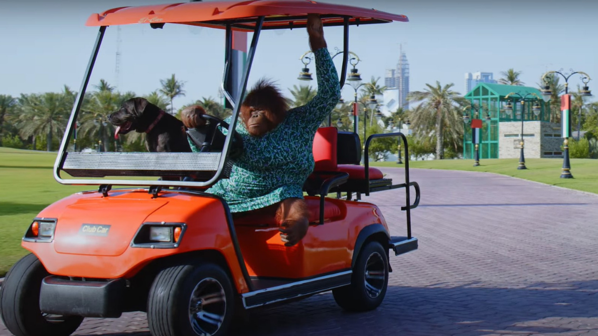orangutan driving golf cart