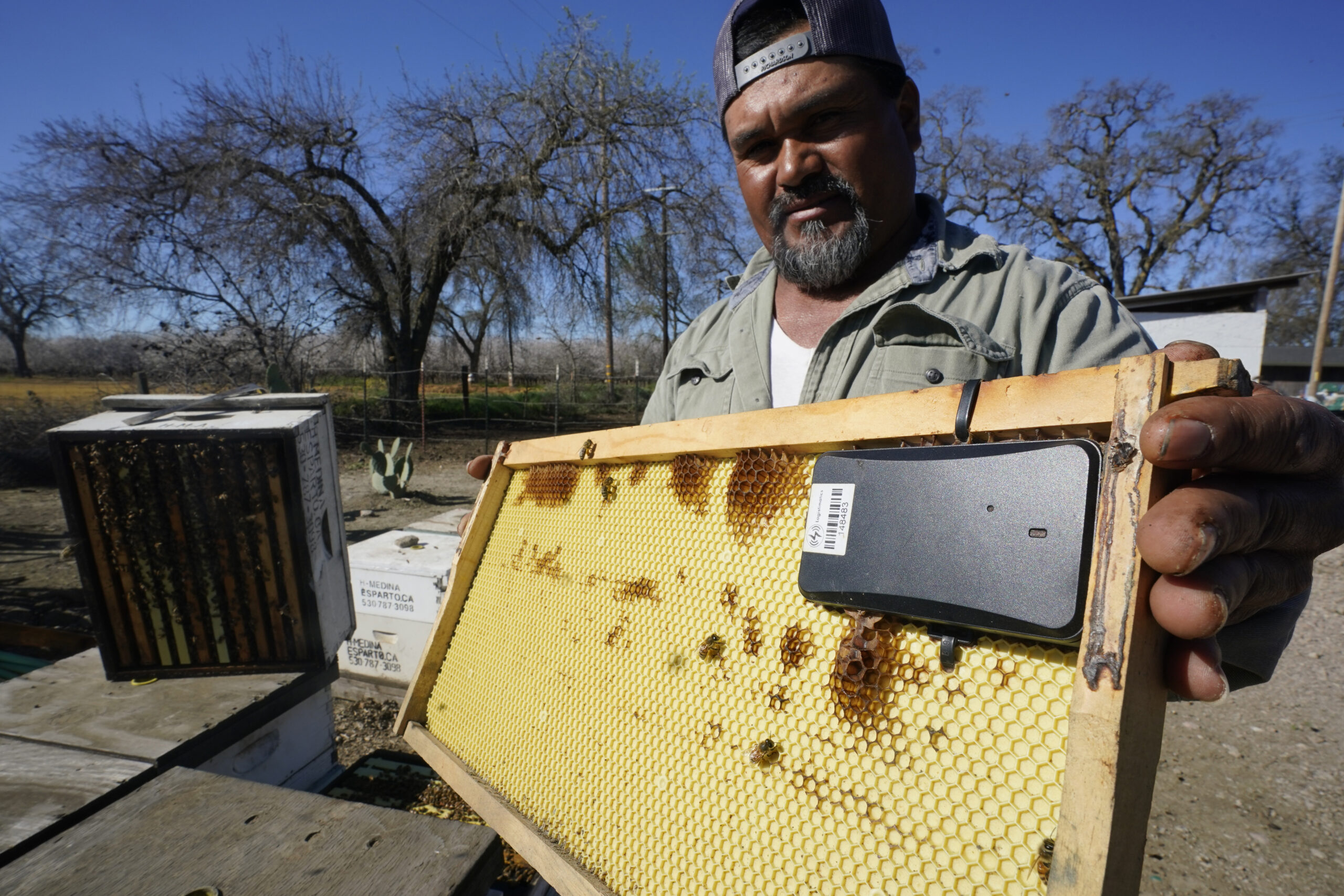 Beekeeper Hello Medina displays a beehive frame outfitted with a GPS locater that will be installed in one of the beehives he rents out, in Woodland, Calif., Thursday, Feb. 17, 2022. As almond flowers start to bloom, beekeepers rent their hives out to farmers to pollinate California's most valuable crop, but with the blossoms come beehive thefts. Medina says last year he lost 282 hives estimated to be worth $100,000, and is now installing GPS-enabled sensors to help find the stolen hives. (AP Photo/Rich Pedroncelli)