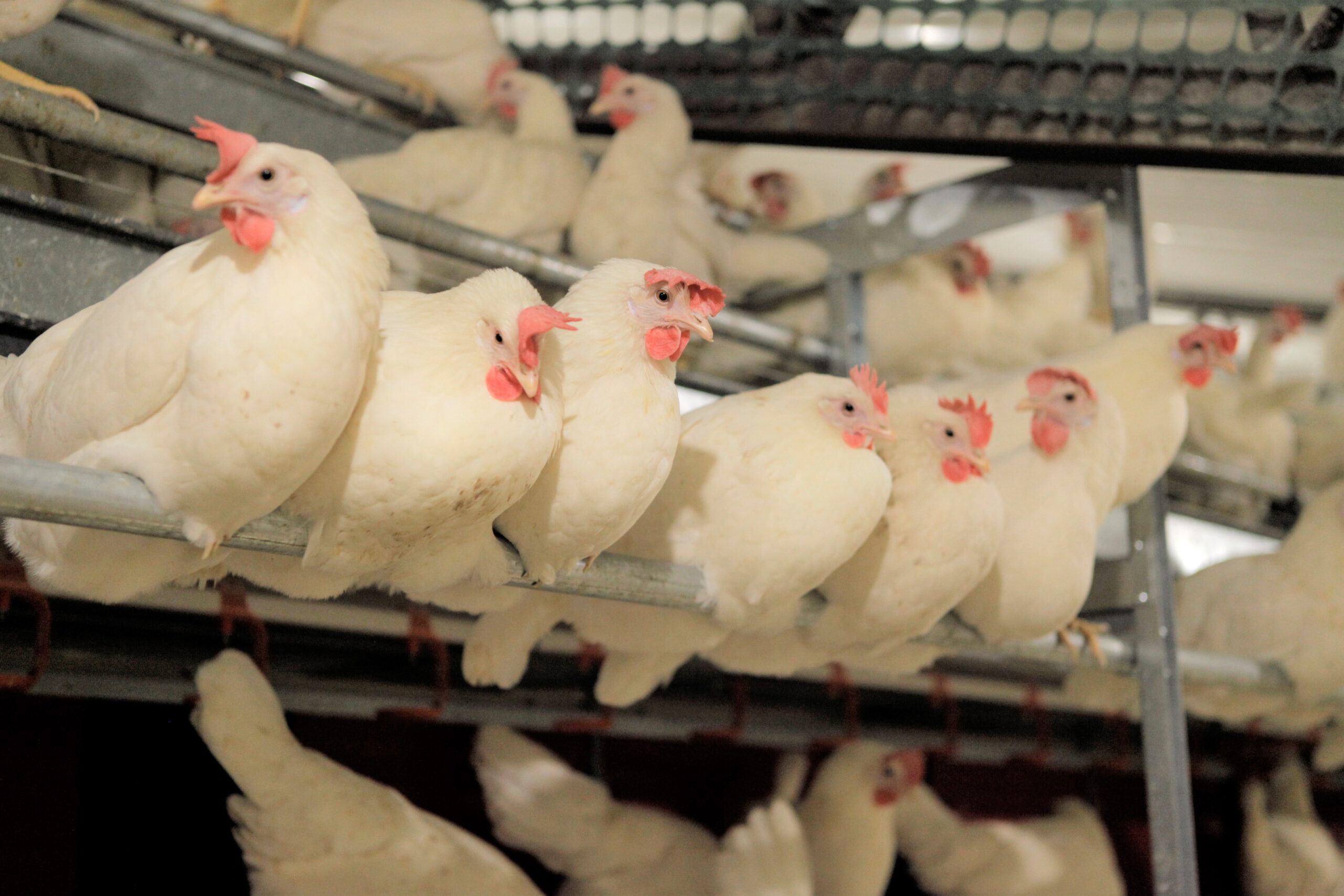 This 2017 photo shows cage-free chickens on a Versova farm in Iowa. The nation's egg producers are in the midst of a multi-billion-dollar shift to cage-free eggs that is dramatically changing the lives of millions of hens in response to new laws and demands from restaurant chains. (Versova via AP)