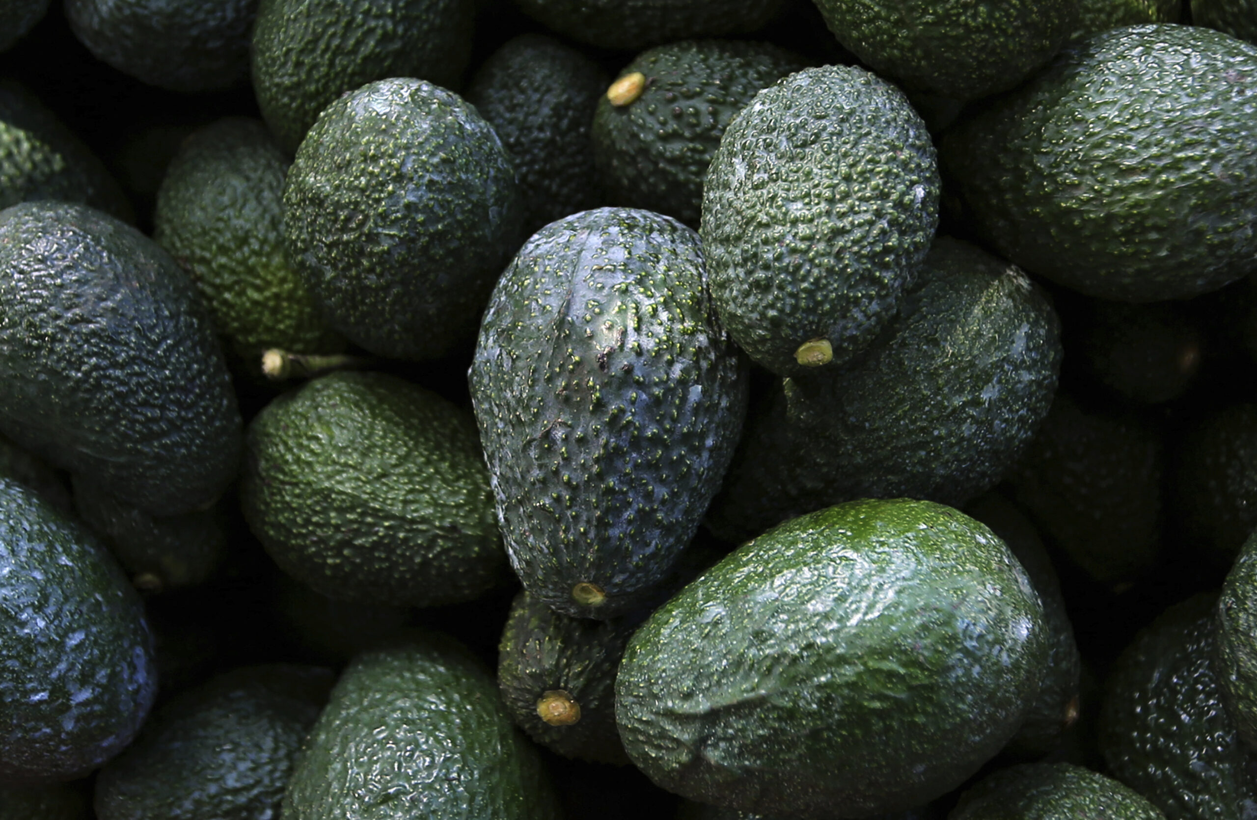 FILE - Recently harvested avocados at an orchard near Ziracuaretiro, Michoacan state, Mexico, Oct. 1, 2019. Mexico has acknowledged late Saturday, Feb. 13, 20222, that the U.S. government has suspended all imports of Mexican avocados after a U.S. plant safety inspector in Mexico received a threat. (AP Photo/Marco Ugarte, File)