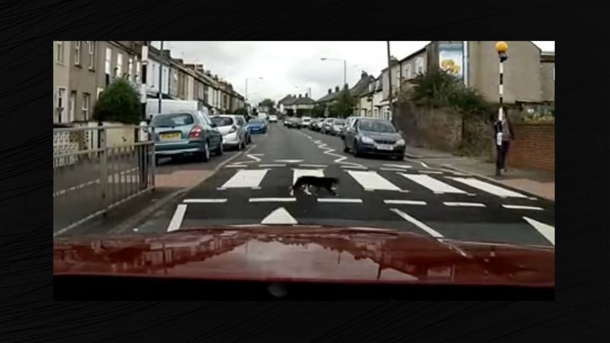 Cat Uses Pedestrian Crosswalk in England