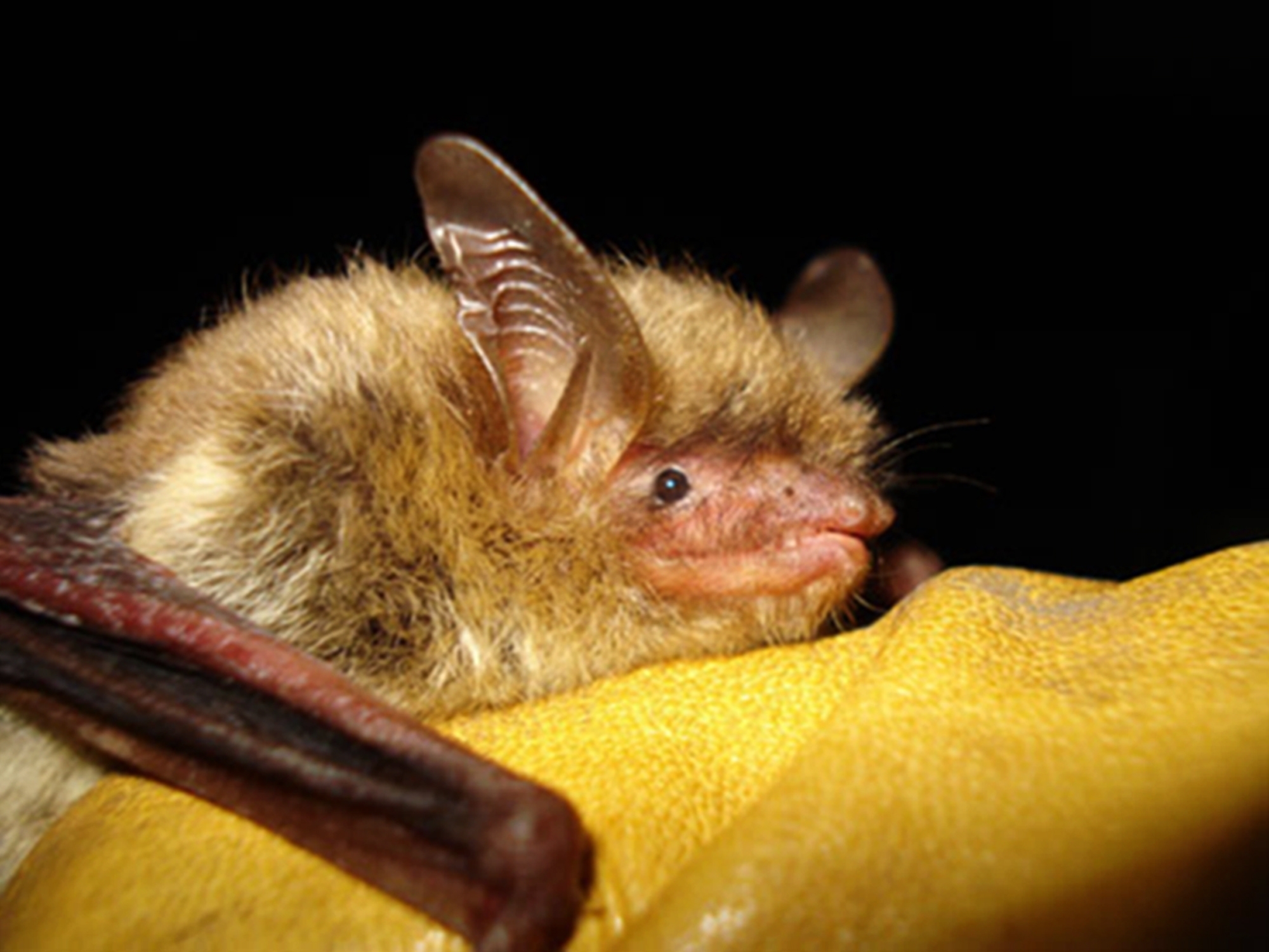 FILE - This undated file photo provided by the Wisconsin Department of Natural Resources shows a northern long-eared bat. The U.S. Fish and Wildlife Service is proposing to list it as endangered. Officials say its population has fallen sharply because of a fungal disease called white-nose syndrome, which has spread across nearly 80% of the species' range. (Wisconsin Department of Natural Resources via AP, File)