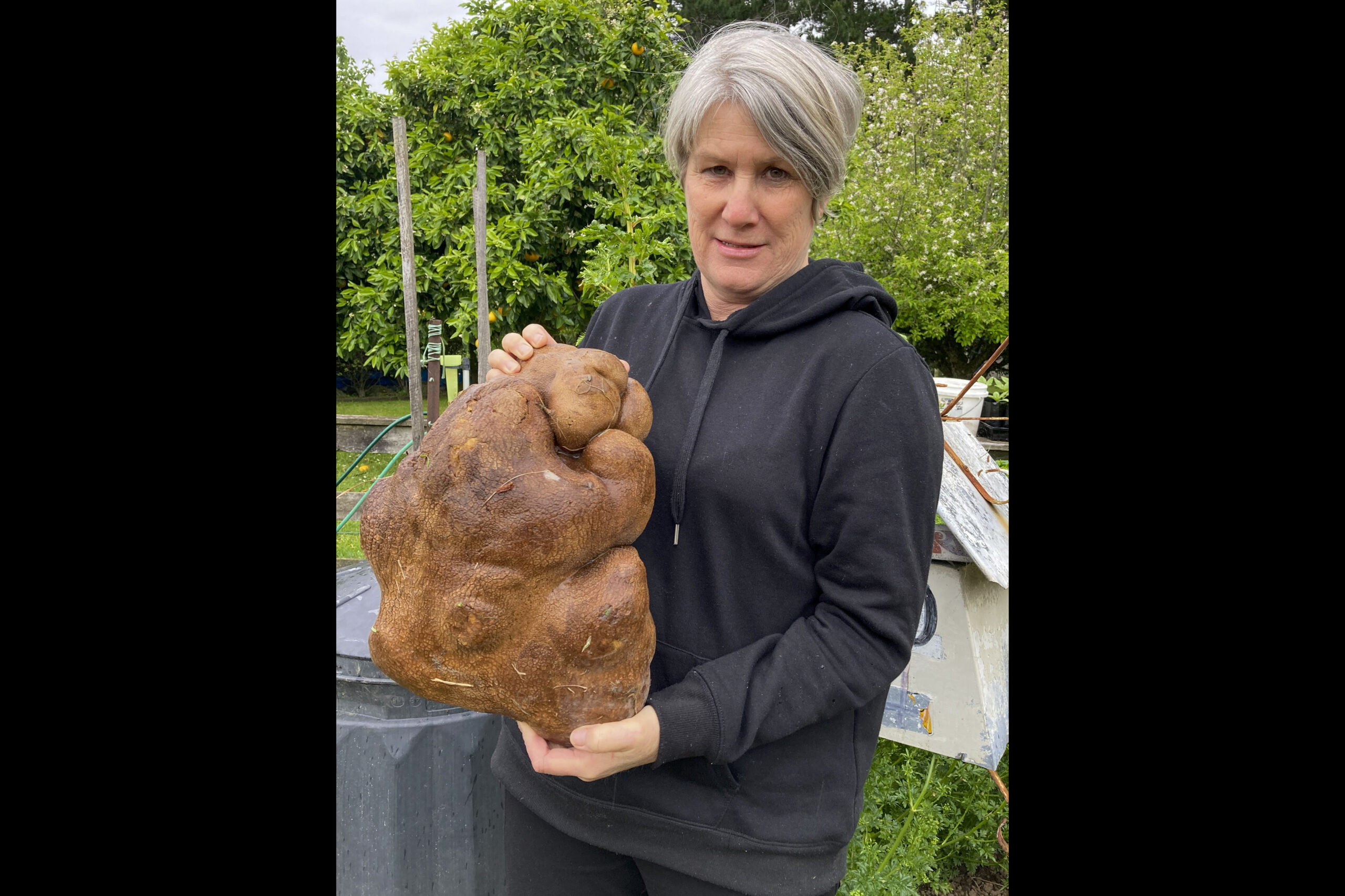 Donna Craig-Brown holds "Doug" what was believed to be the world's largest potato in the garden of her small farm near Hamilton, New Zealand on Nov. 3, 2021. Donna and her husband Craig have had their dreams turned to mash after Guinness wrote to say that scientific testing had shown it wasn't, in fact, a potato after all, but a tuber of a type of gourd. (Colin Craig-Brown via AP)