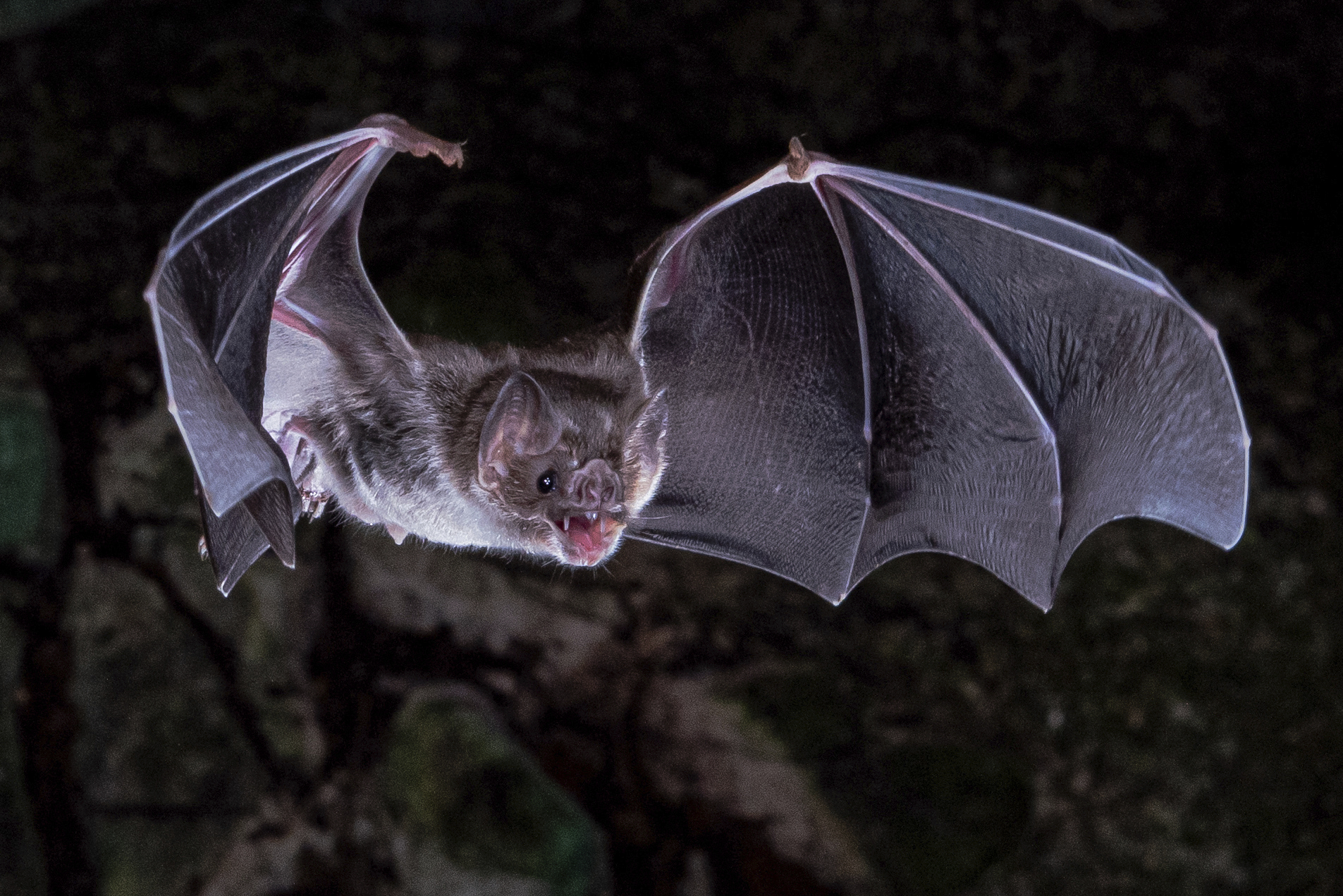 This photo provided by Sherri and Brock Fenton/AAAS in March 2022 shows a vampire bat in flight. According to a report published Friday, March 25, 2022 in the journal Science Advances, scientists have figured out why vampire bats are the only mammals that can survive on a diet of only blood. (Sherri and Brock Fenton/AAAS via AP)