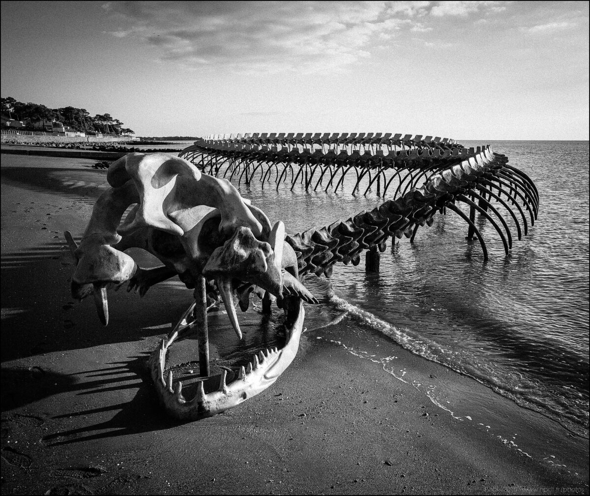 A giant snake skeleton was supposedly found off the coast of France on Google Maps and Google Earth and was purportedly Titanoboa.