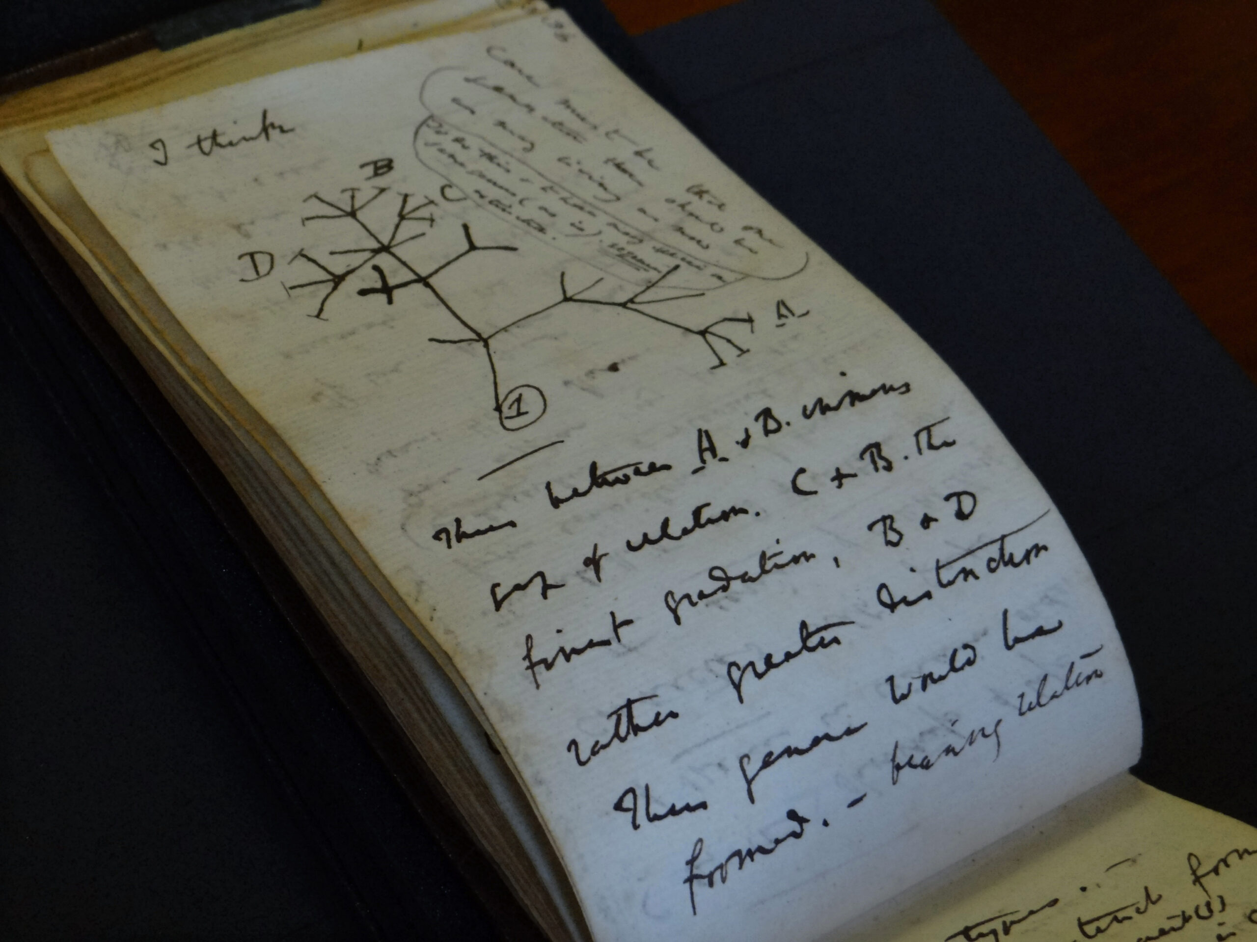 In this photo provided by Cambridge University Library on Tuesday, April 5, 2022, a view of the Tree of Life Sketch in one of naturalist Charles Darwin's notbeooks which have recently been returned after going missing in 2001, in Cambridge, England. Two of naturalist Charles Darwin’s notebooks that were reported stolen from Cambridge University's library have been returned, two decades after they disappeared. (Stuart Roberts/Cambridge University Library via AP)