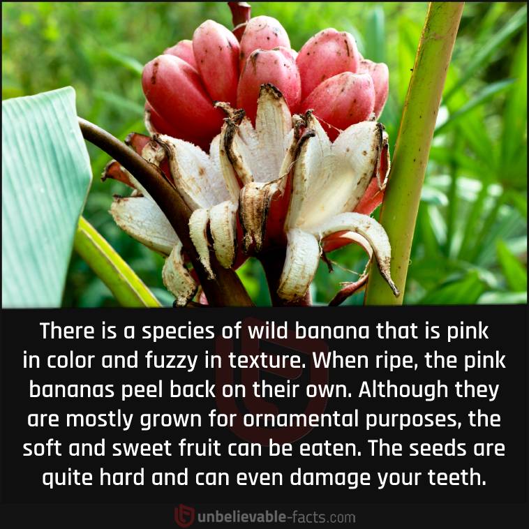 There is a species of wild banana that is pink in color and fuzzy in texture. When ripe, the pink bananas peel back on their own. Although they are mostly grown for ornamental purposes, the soft and sweet fruit can be eatern. The seeds are quite hard and can even damage your teeth.