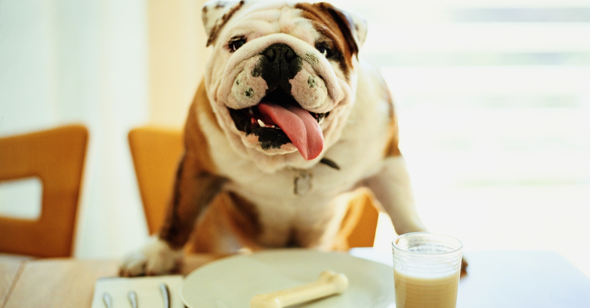Did Study Find Vegan Diet Could Be Better for Dogs’ Health than Meat-Based Diets?