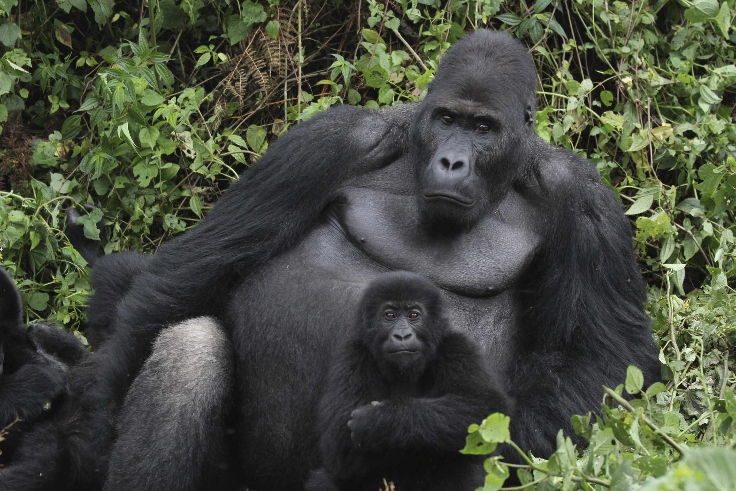 This photo provided by the Dian Fossey Gorilla Fund shows a Silverback and infant Grauer’s gorillas in Kahuzi Biega National Park in the Democratic Republic of Congo on April 17, 2014. On Friday, April 22, 2022, the nonprofit fund announced that more land in eastern Democratic Republic of Congo where Grauer's gorillas live will fall under a community-protection initiative. (Dian Fossey Gorilla Fund via AP)